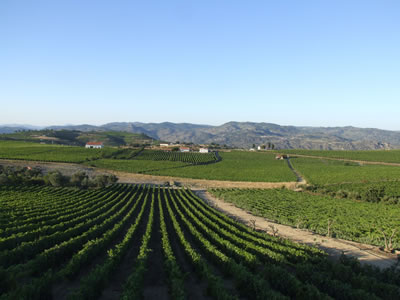 Vista de los viñedos desde la Bodega Quevedo