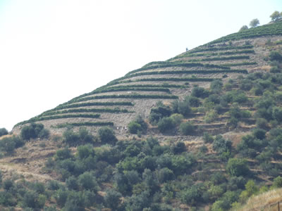 Viñedos en bancales