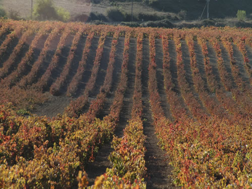 lineas onduladas de los viñedos