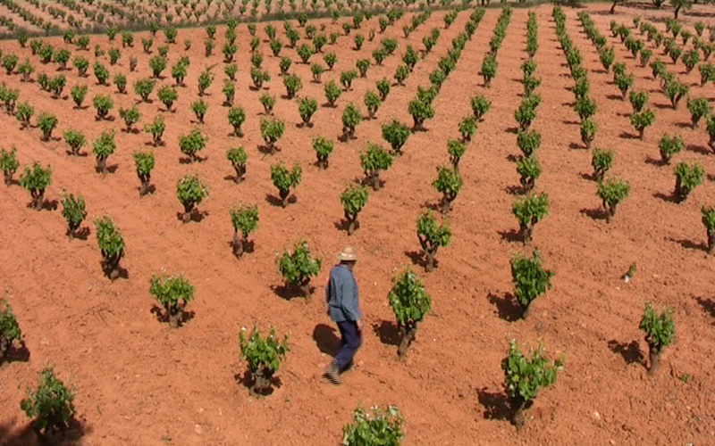 Mi padre, protagonista del documental La Bobal y otras historias del vino
