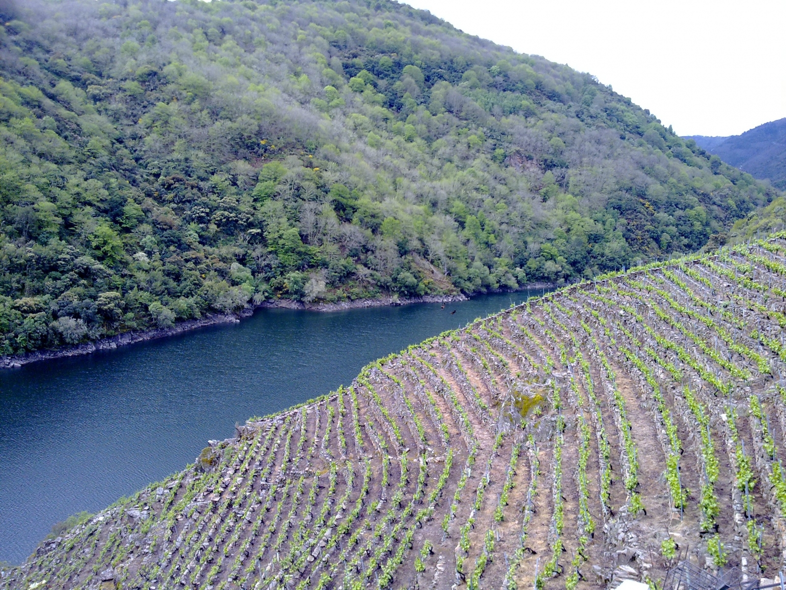Viñedos en los cañones del Sil