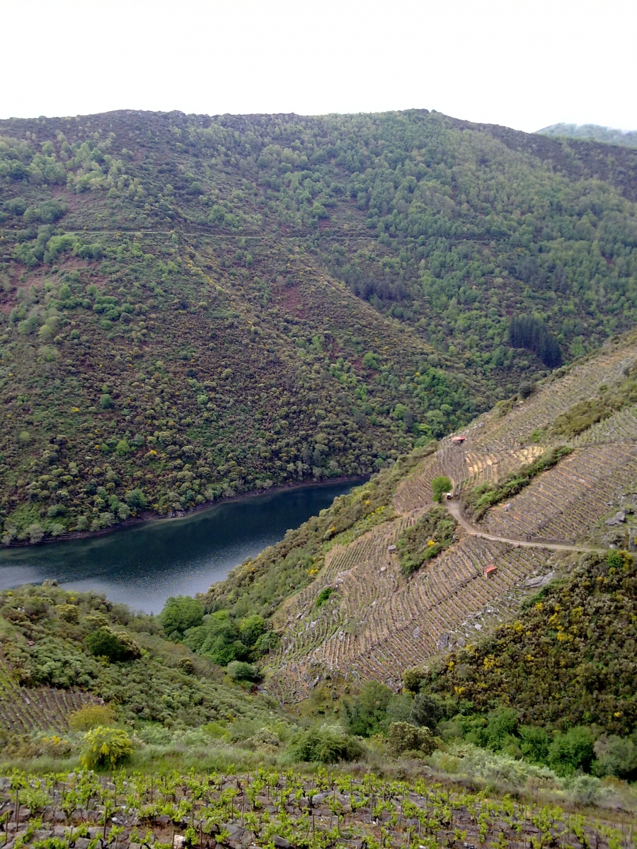 Viñedos sobre los cañones del Sil