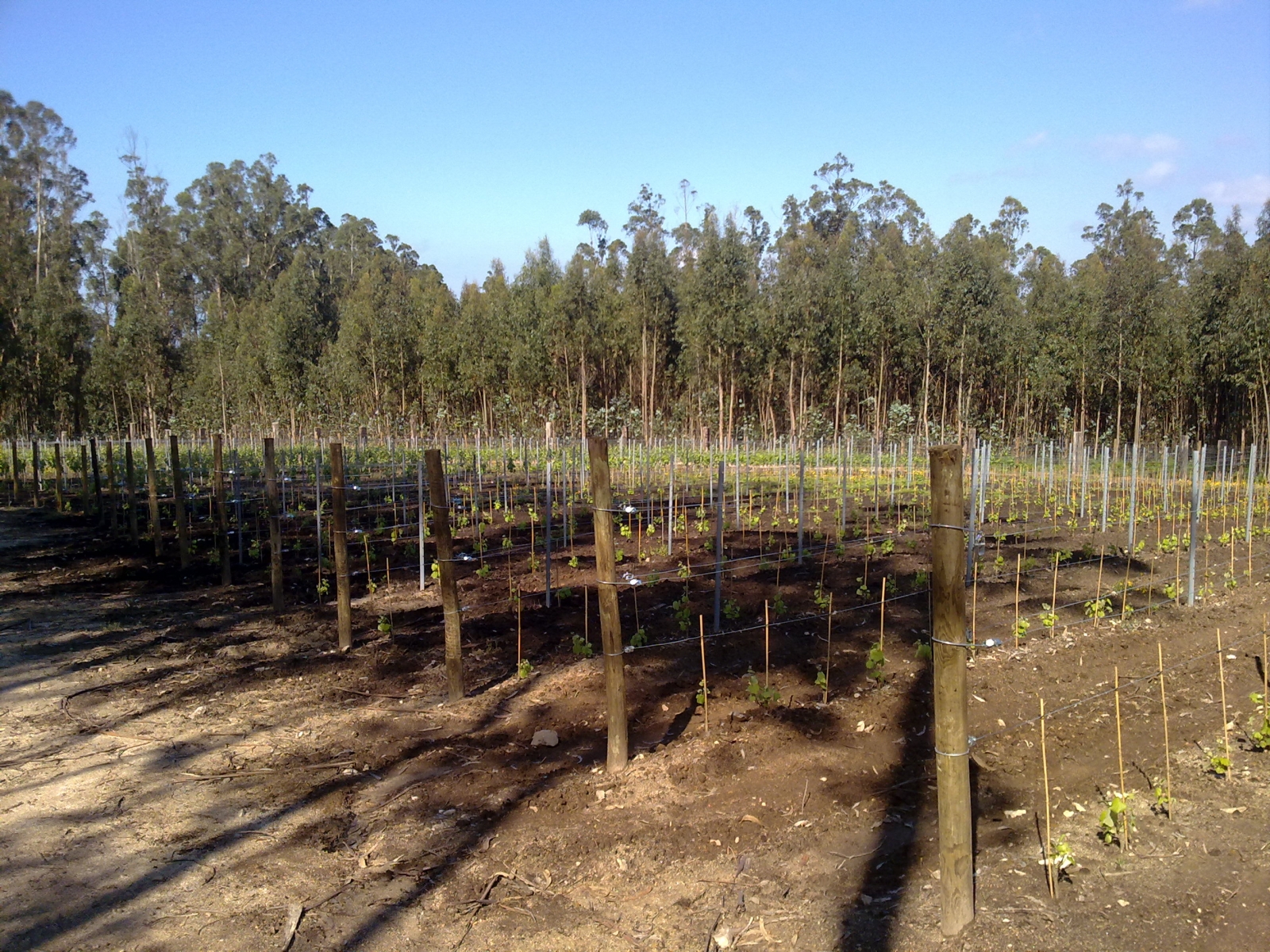 Viñedos jovenes en Rias Baixas