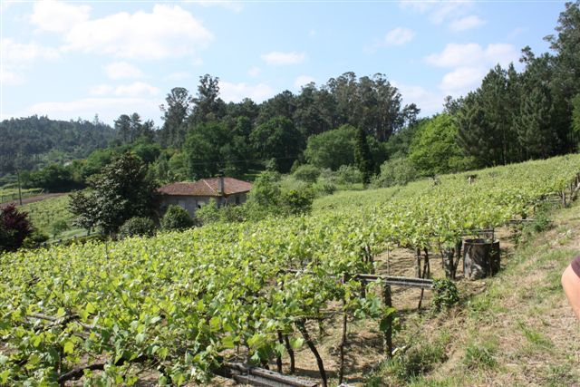 Viñedos en parra