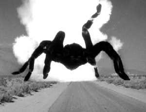 TARÁNTULA TARÁNTULA