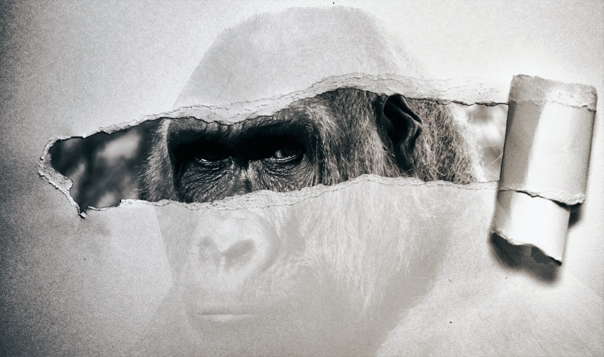 gorilla-2654323_PX - kopie