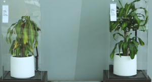 HZ_Ikea_kvetiny