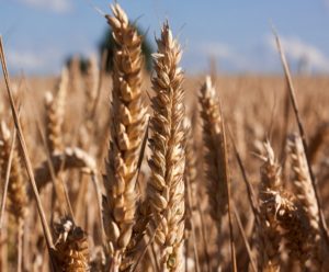 Wheat