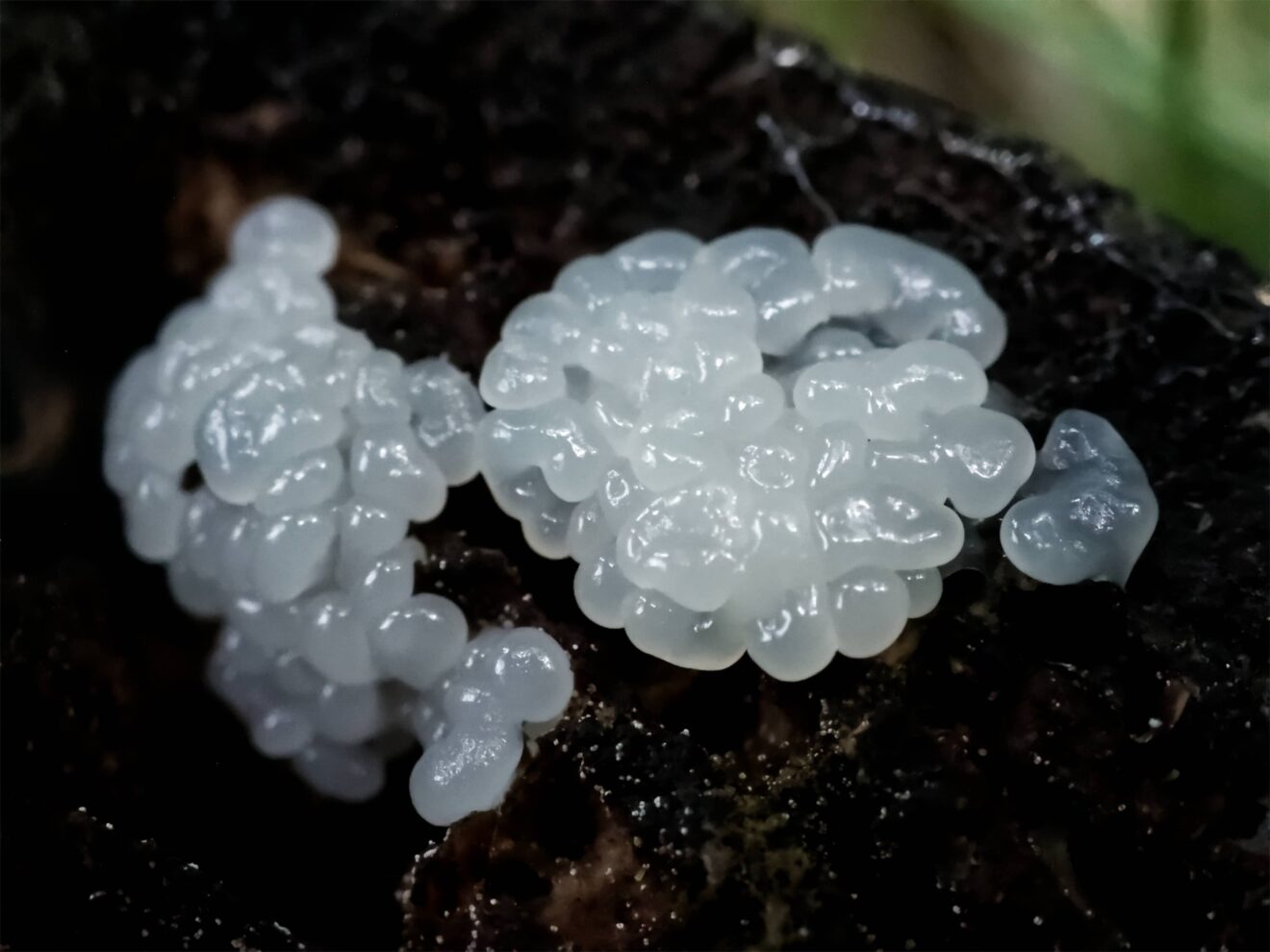 Macro photography by Gabriela Rogula (2022)