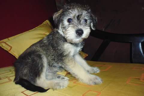 fotos de perros shih tzu miniatura no quiere comer comidas para perros y esta deca 237 da barkibu pe fotos de perros shih tzu miniatura no quiere comer comidas para perros y esta deca 237 da barkibu pe