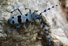 HIRILIFE- INTXAURRONDO K.E.: CURSO INSECTOS / INTSEKTU IKASTAROA