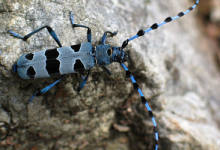 HIRILIFE- OKENDO K.E.: CURSO INSECTOS / INTSEKTU IKASTAROA