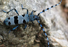 HIRILIFE- EGIA K.E.: CURSO INSECTOS / INTSEKTU IKASTAROA