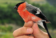 CURSO ANILLAMIENTO DE AVES / ERAZTUNKETA IKASTAROA: VITORIA-GASTEIZ.