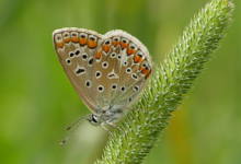 MARIPOSAS / TXIMELETAK: CURSO INICIACIÓN/ HASTAPEN IKASTAROA