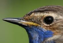 P.N BERTIZ: Iniciación al anillamiento de aves
