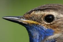 IRUÑA-PAMPLONA: Iniciación al anillamiento de aves