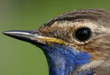 CASTEJON: Iniciación al anillamiento de aves