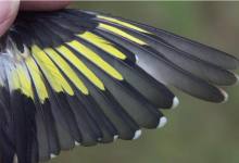 CURSO MUDAS: IDENTIFICACIÓN, DATADO Y SEXADO DE LAS AVES PASERIFORMES