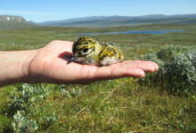 LEIOA: CURSO RADIOSEGUIMIENTO DE FAUNA / IRRATI BIDEZKO FAUNAREN JARRAIPEN IKASTAROA