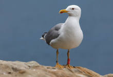 SALIDA OBSERVAR GAVIOTAS / KAIOAK BEHATZEKO IRTEERA