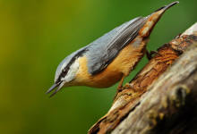 TALLER OBSERVACIÓN AVES/ HEGAZTI BEHAKETA TAILERRA