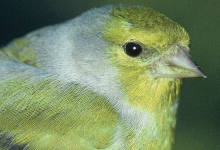 CURSO DE INICIACIÓN AL ANILLAMIENTO CIENTÍFICO DE AVES / HEGAZTIEN ERAZTUNTZE ZIENTIFIKO HASTAPEN IKASTAROA.