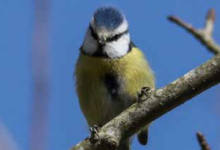 Hegazti arruntak ezagutzen / Identificando aves comunes