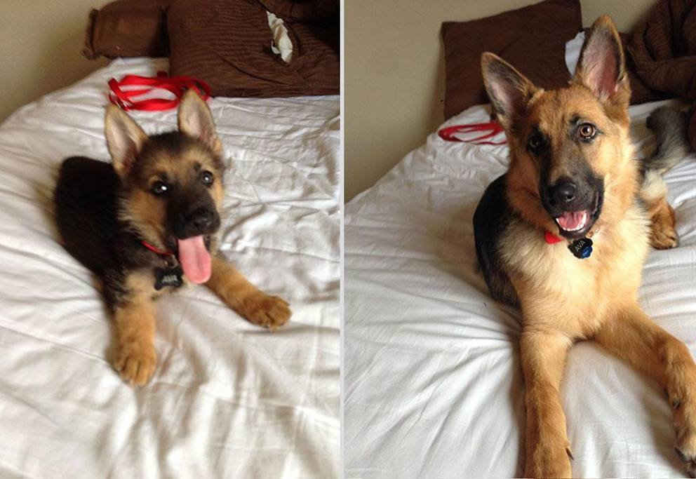 Foto di un cane prima e dopo