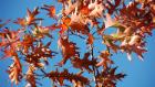 Autumn in full swing!