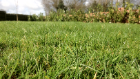 grass.JPG