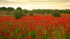 Poppy Field.jpg