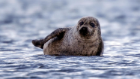 seal wildlife animal