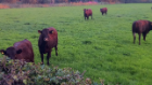 Cows in a field where Carlos lives.jpg