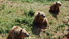 The Three Bears