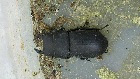 Beetle - presumably called Burt