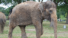 The elephant that ate Pat Sharp's sunglasses!