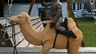 How often do you see a soldier on a camel?