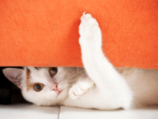 A cat hiding