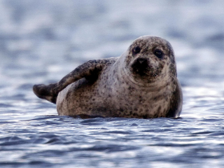 Seal