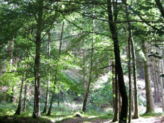 Grizedale Forest, Lake District