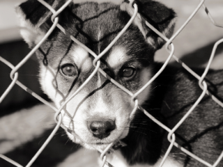Focus on RSPCA