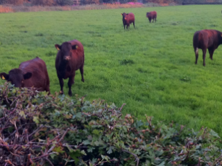 Cows in a field where Carlos lives