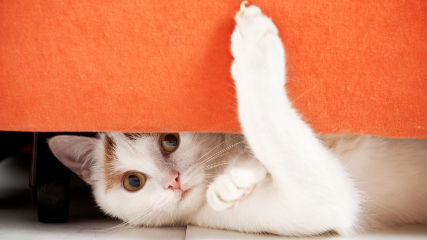 Cat.jpg