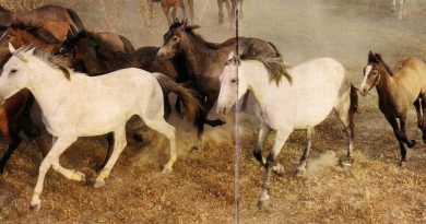 Homenaje a Fernando Savater, los caballos, la infancia recuperada y mi Cacharrería mental. Por Manuel Artero Homenaje a Fernando Savater, los caballos, la infancia recuperada y mi Cacharrería mental. Por Manuel Artero