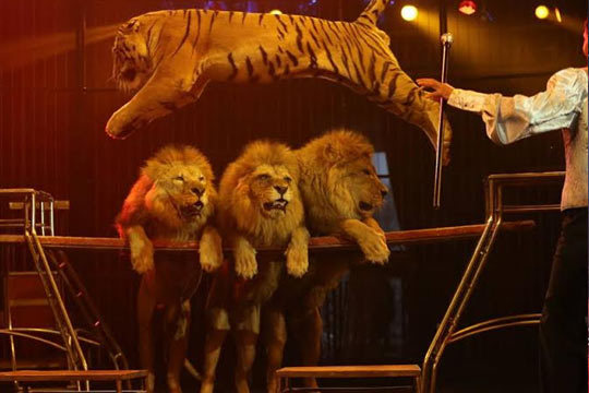entradas circo mundial valencia colectivia gran circo mundial entradas vip para el entradas circo mundial valencia colectivia gran circo mundial entradas vip para el