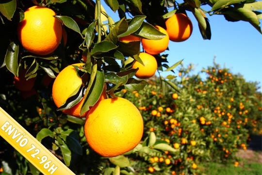 Naranjas y mandarinas