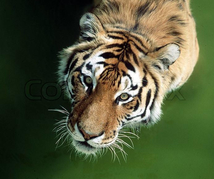 cheetah housecat hybrid