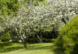 Blomstrende træer
