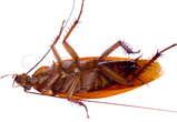 Cockroach
